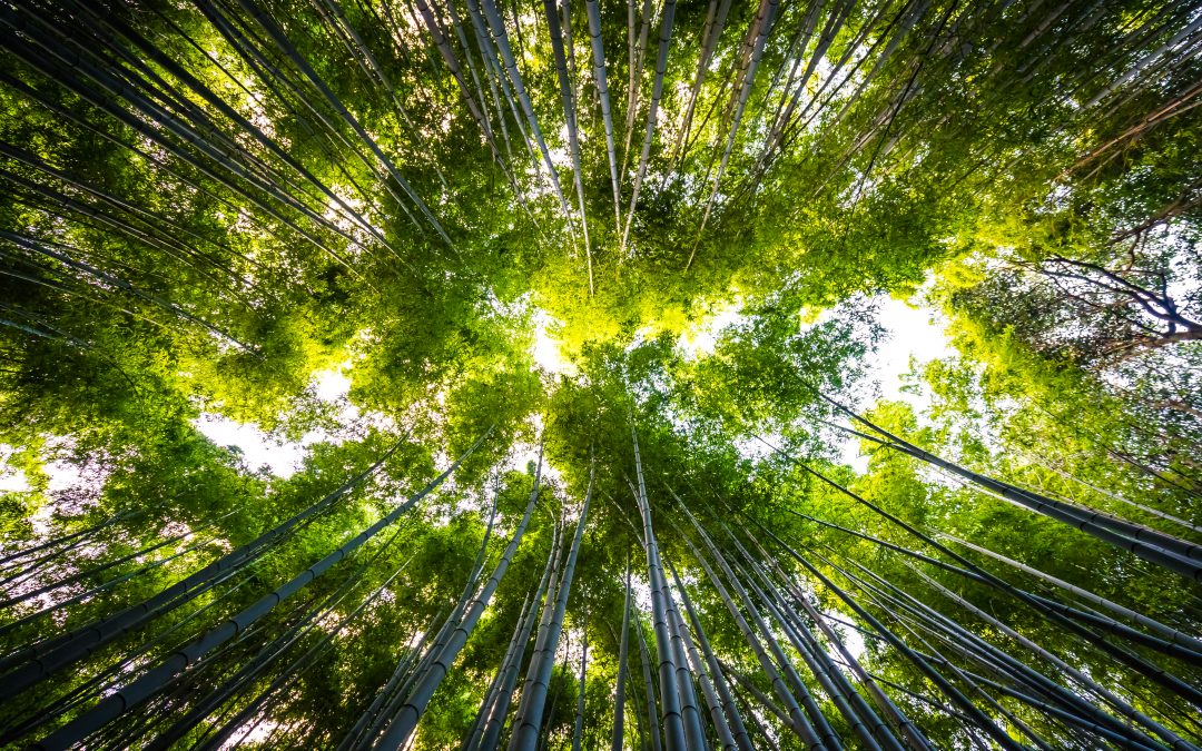 Enginyeria ambiental per a un futur sostenible